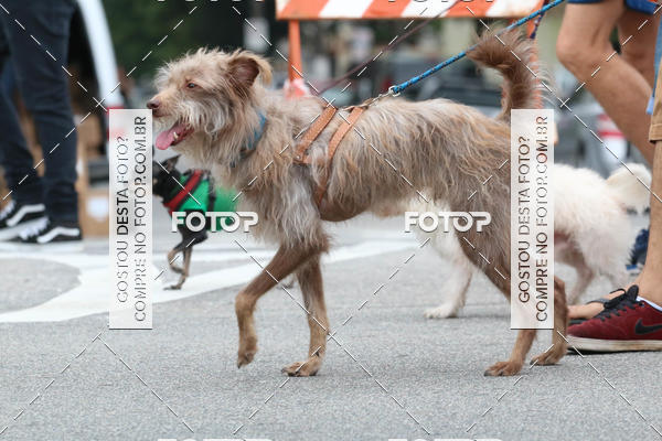 Buy your photos of the event13� C�ominhada - Santos on Fotop