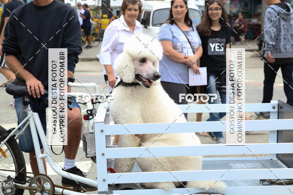 Buy your photos of the event13� C�ominhada - Santos on Fotop
