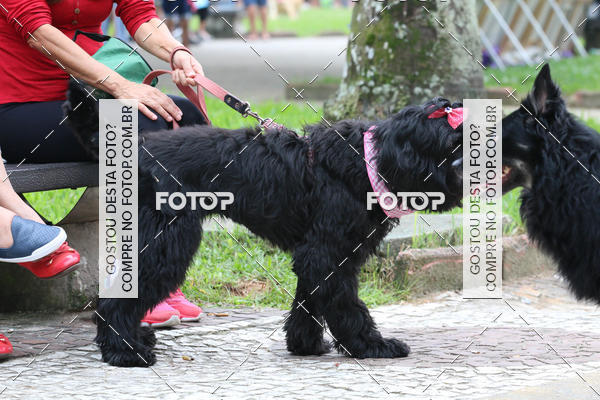 Buy your photos of the event13� C�ominhada - Santos on Fotop