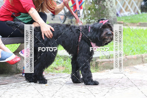 Buy your photos of the event13� C�ominhada - Santos on Fotop