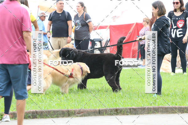Buy your photos of the event13� C�ominhada - Santos on Fotop