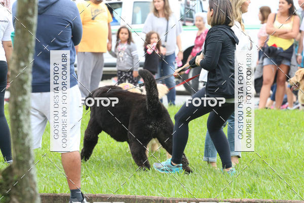 Buy your photos of the event13� C�ominhada - Santos on Fotop