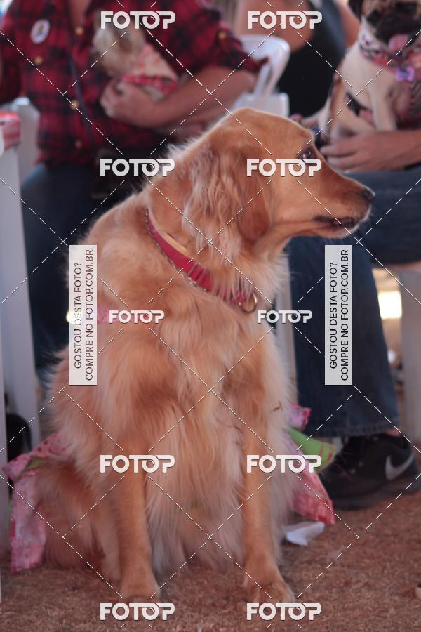 Buy your photos of the event1� ArraiAU Pet Guia 4Patas Online on Fotop