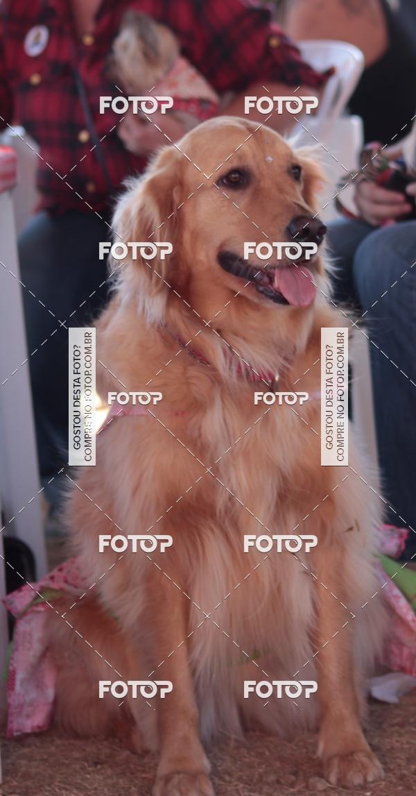 Buy your photos of the event1� ArraiAU Pet Guia 4Patas Online on Fotop