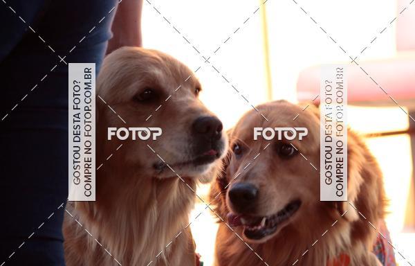 Buy your photos of the event1� ArraiAU Pet Guia 4Patas Online on Fotop