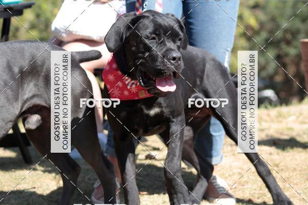 Buy your photos of the event1� ArraiAU Pet Guia 4Patas Online on Fotop