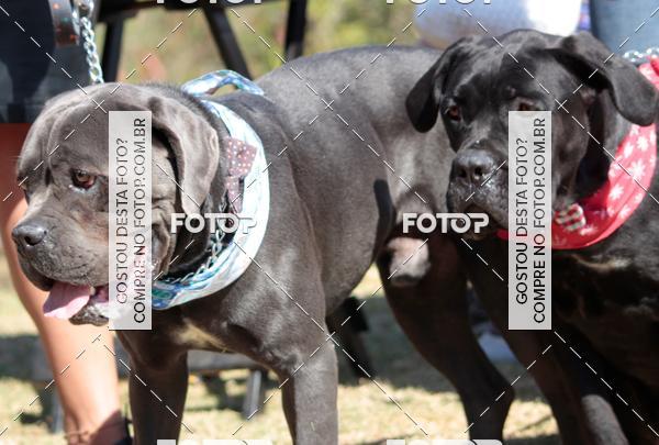 Buy your photos of the event1� ArraiAU Pet Guia 4Patas Online on Fotop