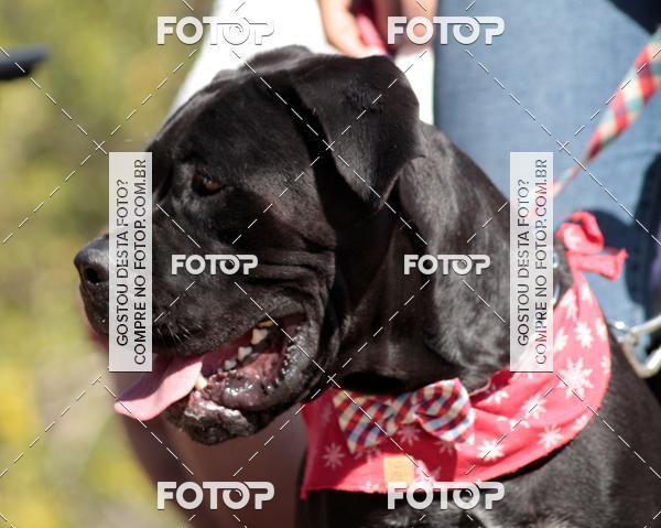 Buy your photos of the event1� ArraiAU Pet Guia 4Patas Online on Fotop
