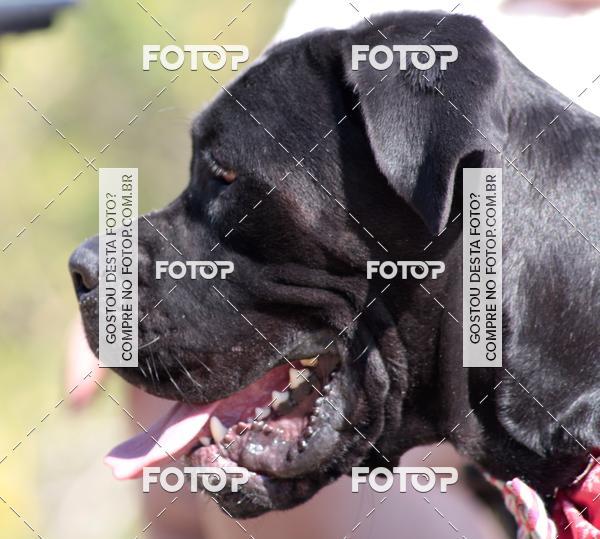 Buy your photos of the event1� ArraiAU Pet Guia 4Patas Online on Fotop