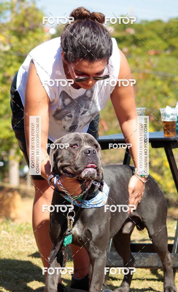Buy your photos of the event1� ArraiAU Pet Guia 4Patas Online on Fotop