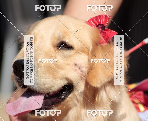 Buy your photos of the event1� ArraiAU Pet Guia 4Patas Online on Fotop