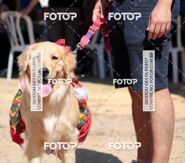 Buy your photos of the event1� ArraiAU Pet Guia 4Patas Online on Fotop