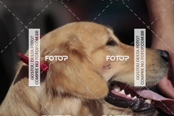Buy your photos of the event1� ArraiAU Pet Guia 4Patas Online on Fotop