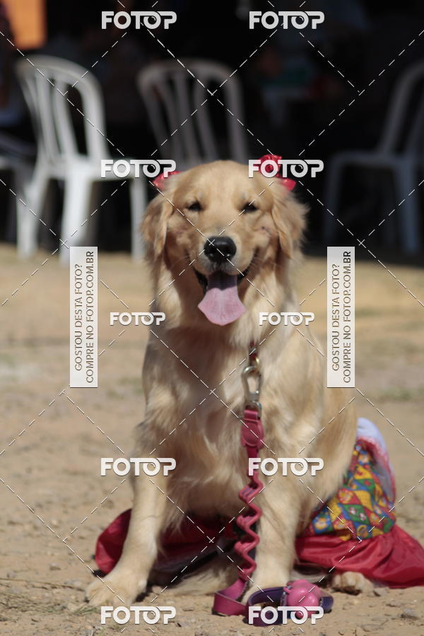Buy your photos of the event1� ArraiAU Pet Guia 4Patas Online on Fotop