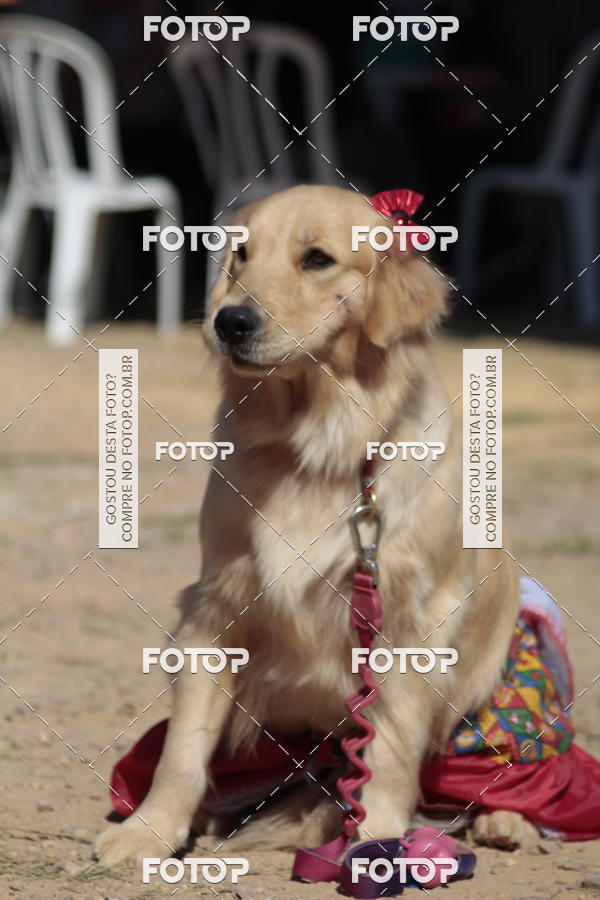 Buy your photos of the event1� ArraiAU Pet Guia 4Patas Online on Fotop