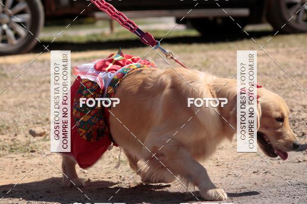 Buy your photos of the event1� ArraiAU Pet Guia 4Patas Online on Fotop