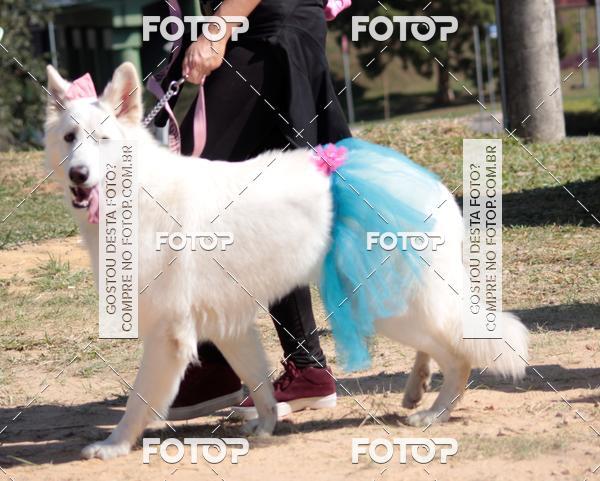 Buy your photos of the event1� ArraiAU Pet Guia 4Patas Online on Fotop