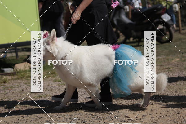 Buy your photos of the event1� ArraiAU Pet Guia 4Patas Online on Fotop