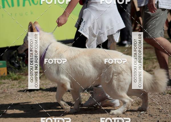 Buy your photos of the event1� ArraiAU Pet Guia 4Patas Online on Fotop