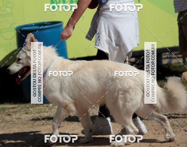 Buy your photos of the event1� ArraiAU Pet Guia 4Patas Online on Fotop