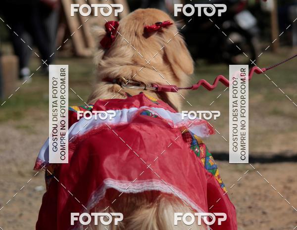 Buy your photos of the event1� ArraiAU Pet Guia 4Patas Online on Fotop