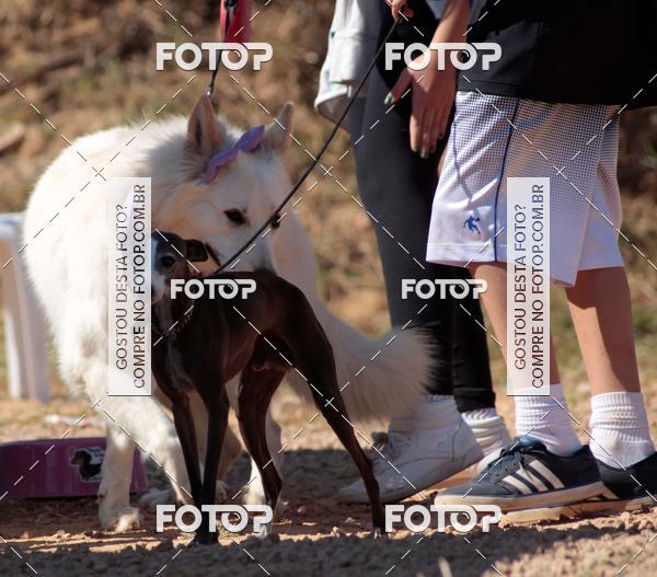 Buy your photos of the event1� ArraiAU Pet Guia 4Patas Online on Fotop