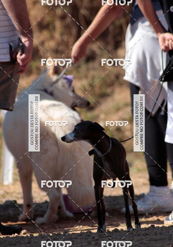 Buy your photos of the event1� ArraiAU Pet Guia 4Patas Online on Fotop