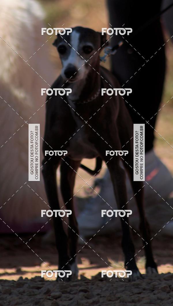 Buy your photos of the event1� ArraiAU Pet Guia 4Patas Online on Fotop