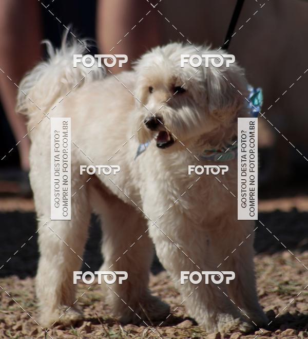 Buy your photos of the event1� ArraiAU Pet Guia 4Patas Online on Fotop