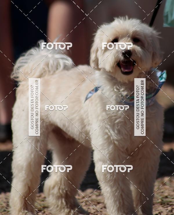 Buy your photos of the event1� ArraiAU Pet Guia 4Patas Online on Fotop