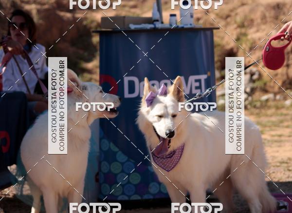 Buy your photos of the event1� ArraiAU Pet Guia 4Patas Online on Fotop