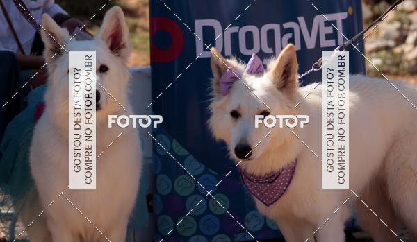 Buy your photos of the event1� ArraiAU Pet Guia 4Patas Online on Fotop