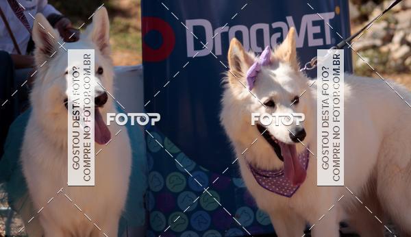 Buy your photos of the event1� ArraiAU Pet Guia 4Patas Online on Fotop