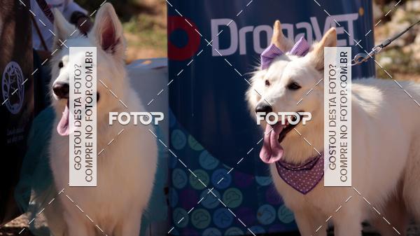 Buy your photos of the event1� ArraiAU Pet Guia 4Patas Online on Fotop