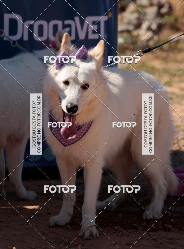 Buy your photos of the event1� ArraiAU Pet Guia 4Patas Online on Fotop