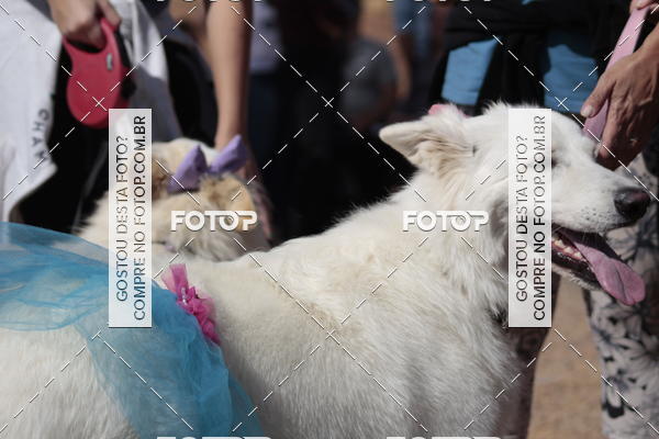 Compra tus fotos del evento1� ArraiAU Pet Guia 4Patas Online En Fotop
