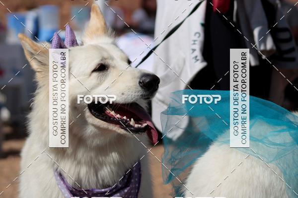 Compra tus fotos del evento1� ArraiAU Pet Guia 4Patas Online En Fotop