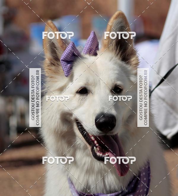 Compra tus fotos del evento1� ArraiAU Pet Guia 4Patas Online En Fotop
