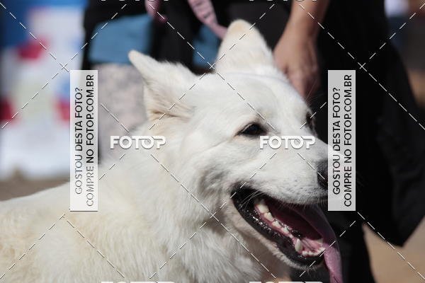 Compra tus fotos del evento1� ArraiAU Pet Guia 4Patas Online En Fotop