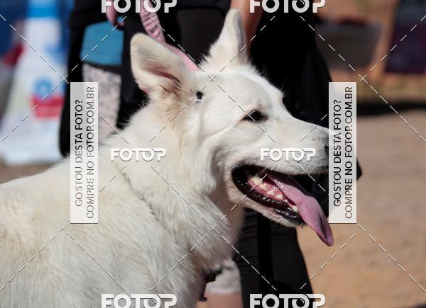 Compra tus fotos del evento1� ArraiAU Pet Guia 4Patas Online En Fotop