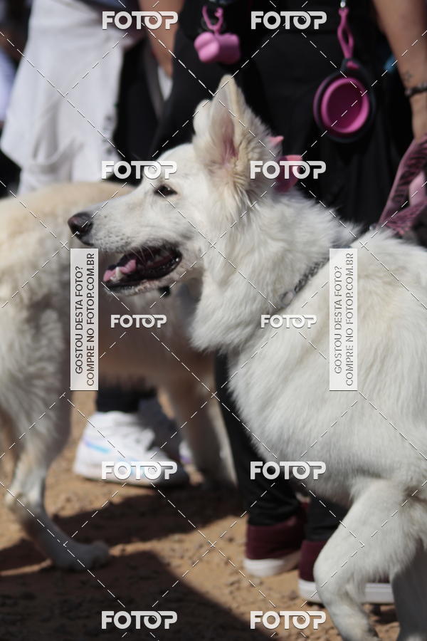 Compra tus fotos del evento1� ArraiAU Pet Guia 4Patas Online En Fotop