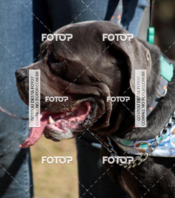 Compra tus fotos del evento1� ArraiAU Pet Guia 4Patas Online En Fotop