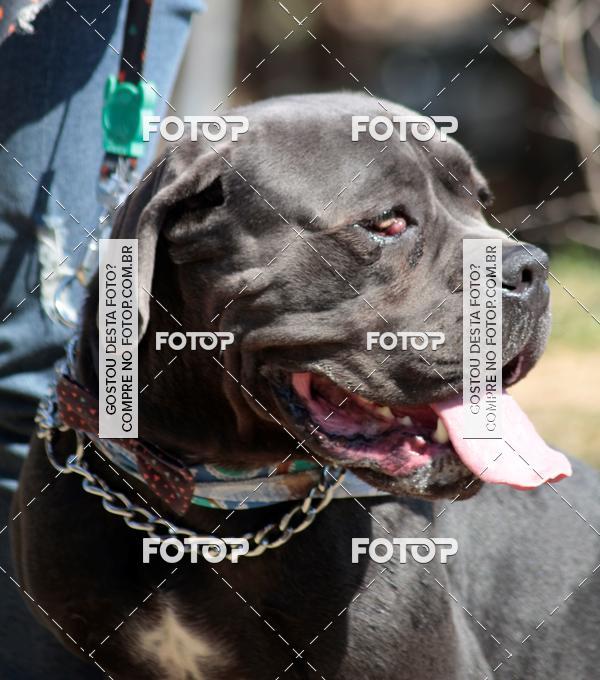 Compra tus fotos del evento1� ArraiAU Pet Guia 4Patas Online En Fotop