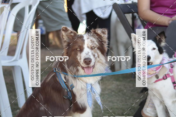 Compra tus fotos del evento1� ArraiAU Pet Guia 4Patas Online En Fotop