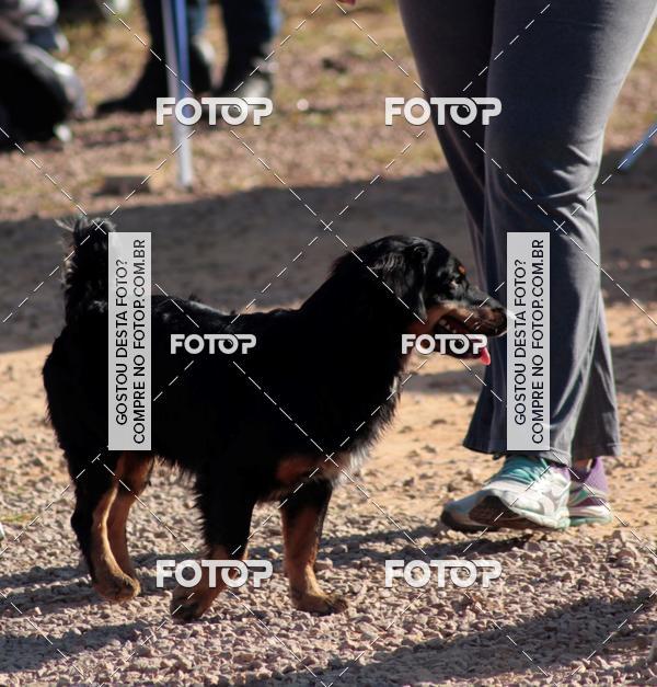 Compra tus fotos del evento1� ArraiAU Pet Guia 4Patas Online En Fotop