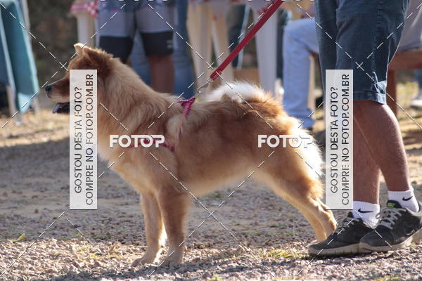 Compra tus fotos del evento1� ArraiAU Pet Guia 4Patas Online En Fotop