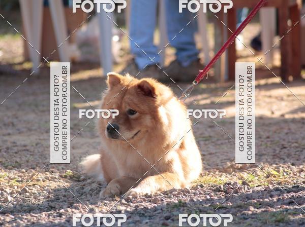 Compra tus fotos del evento1� ArraiAU Pet Guia 4Patas Online En Fotop
