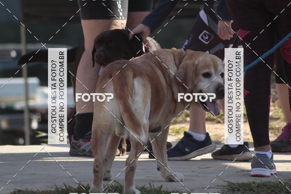 Compra tus fotos del evento1� ArraiAU Pet Guia 4Patas Online En Fotop
