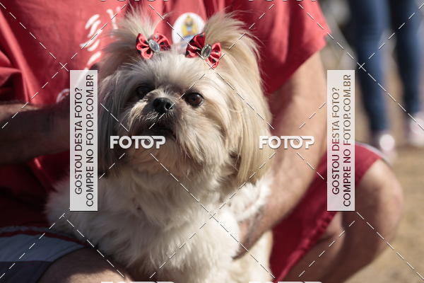 Compra tus fotos del evento1� ArraiAU Pet Guia 4Patas Online En Fotop