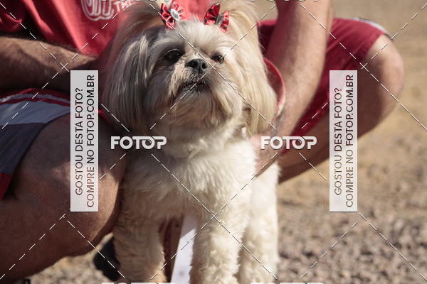 Compra tus fotos del evento1� ArraiAU Pet Guia 4Patas Online En Fotop